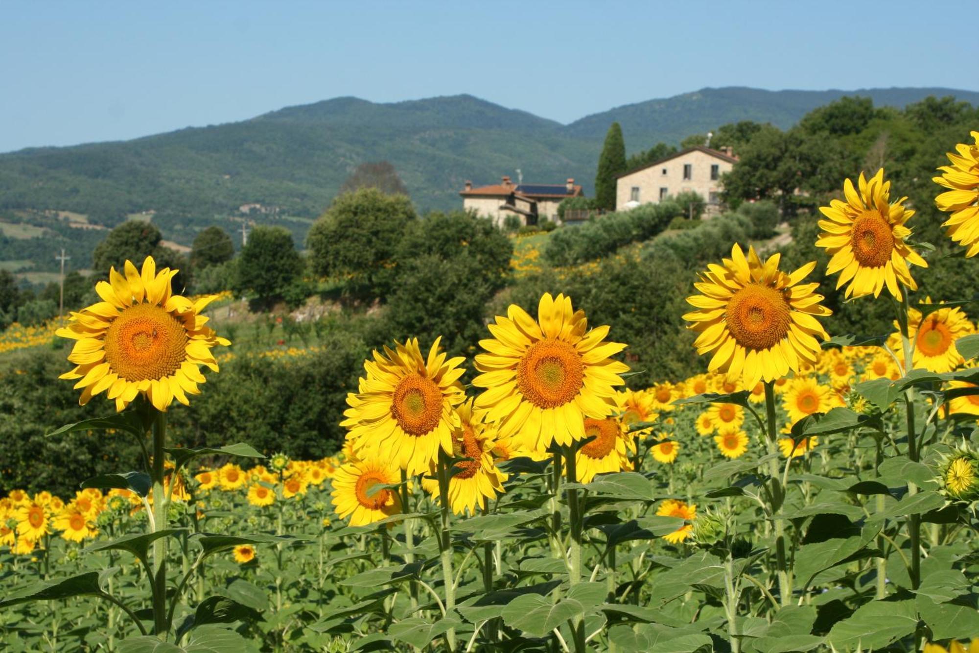 Agriturismo Le Ceregne Bio Pieve Santo Stefano Buitenkant foto
